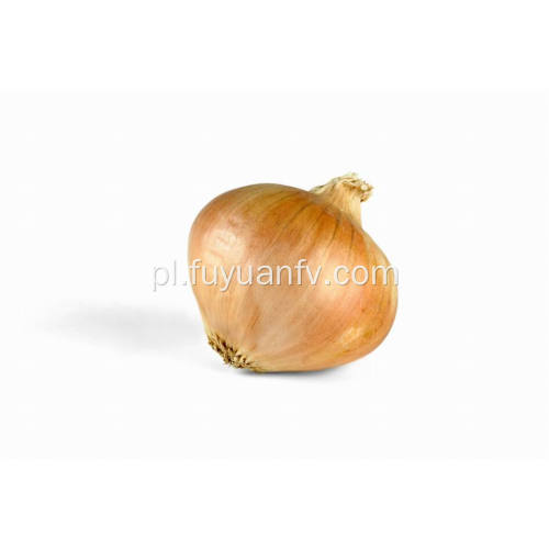 Professional Exporting New Season Fresh Yellow Onion
